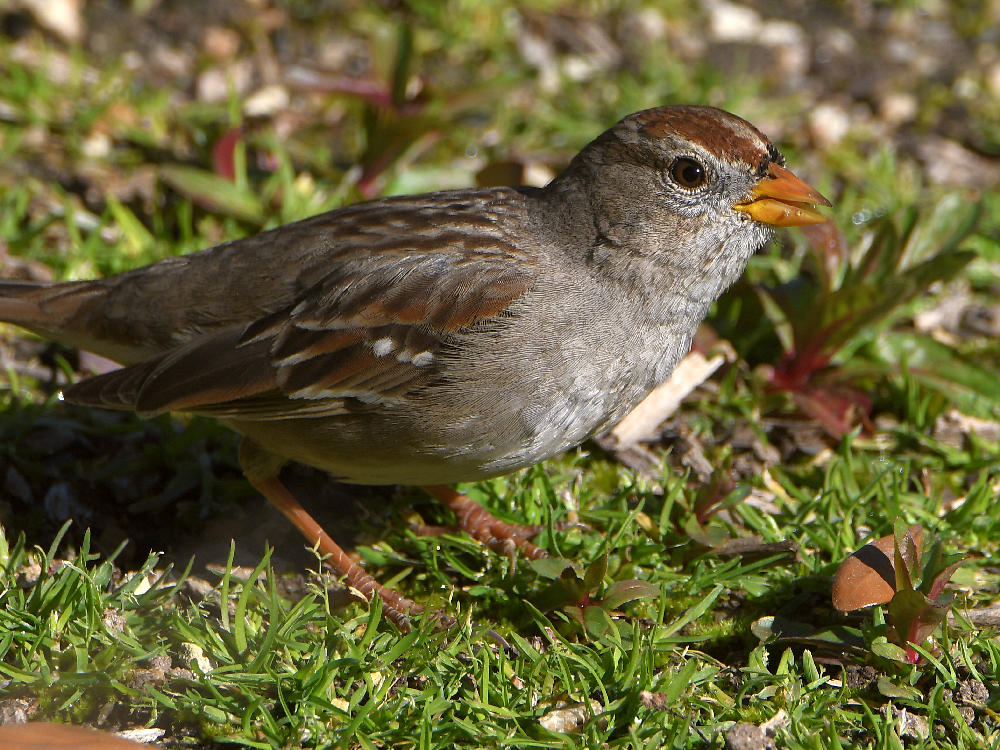 Sparrow.jpg
