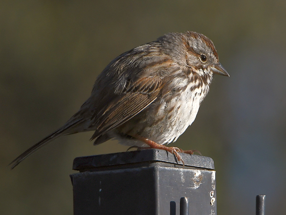 Sparrow.jpg