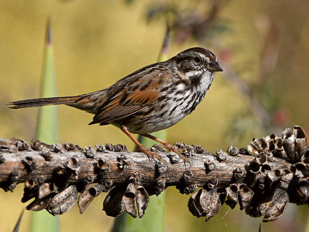 Sparrow.jpg