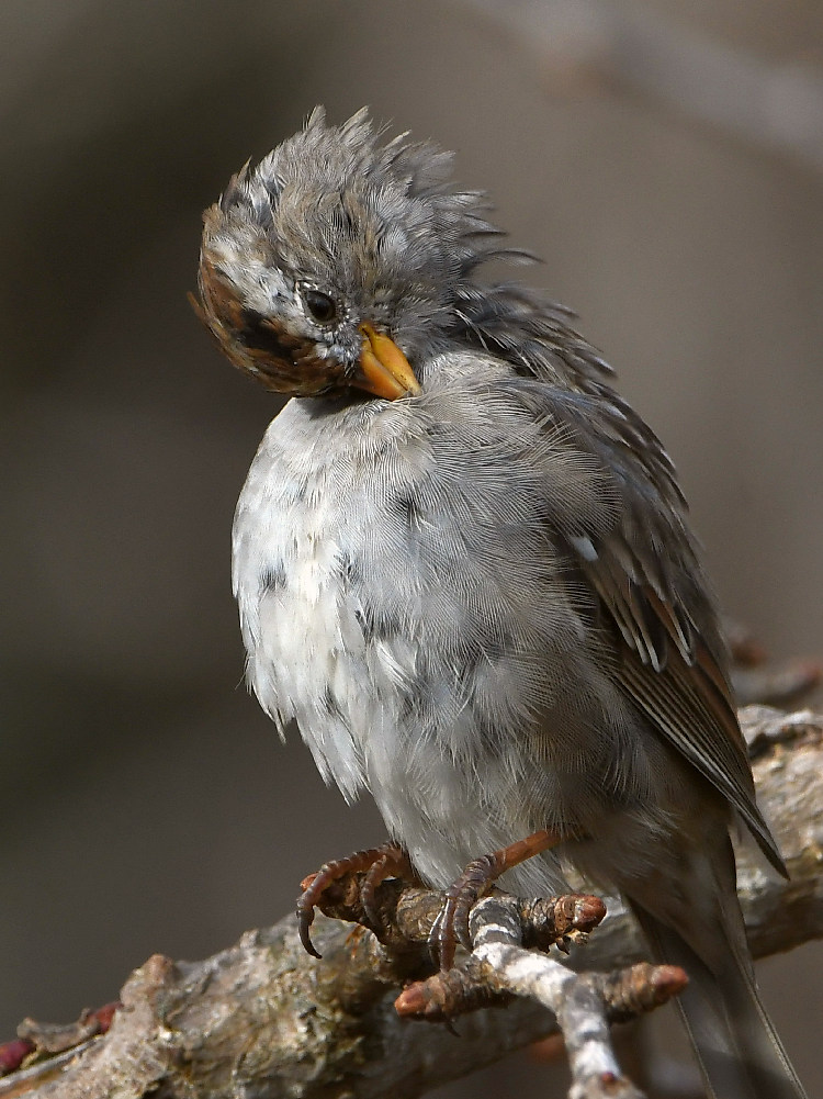 Sparrow.jpg