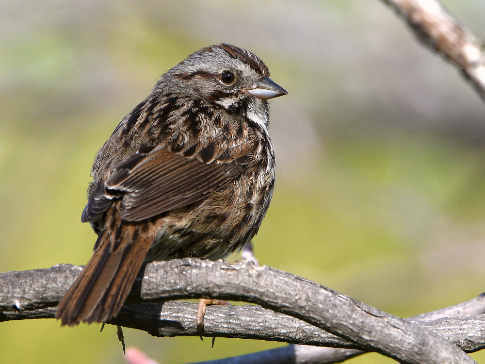 Sparrow.jpg