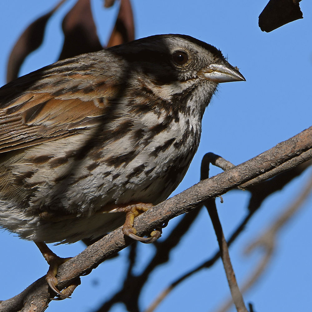 Sparrow.jpg