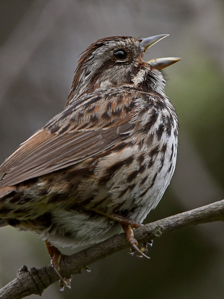 Sparrow.jpg