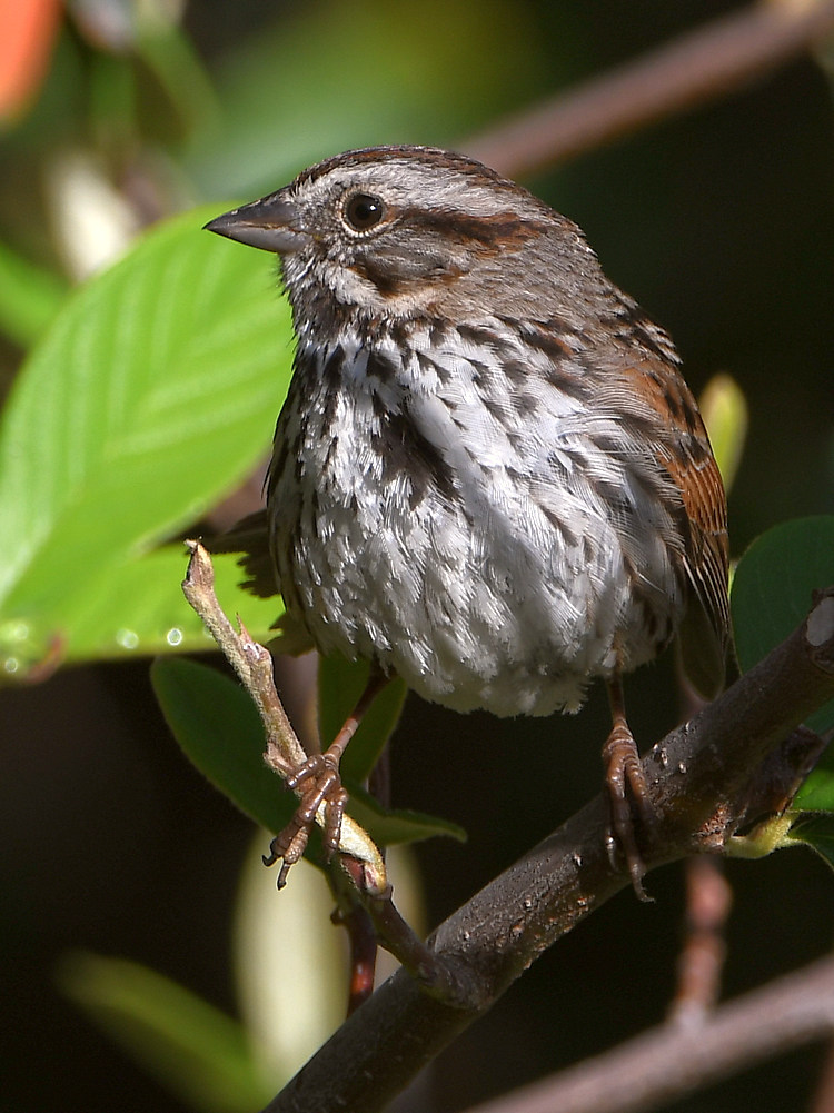 Sparrow.jpg