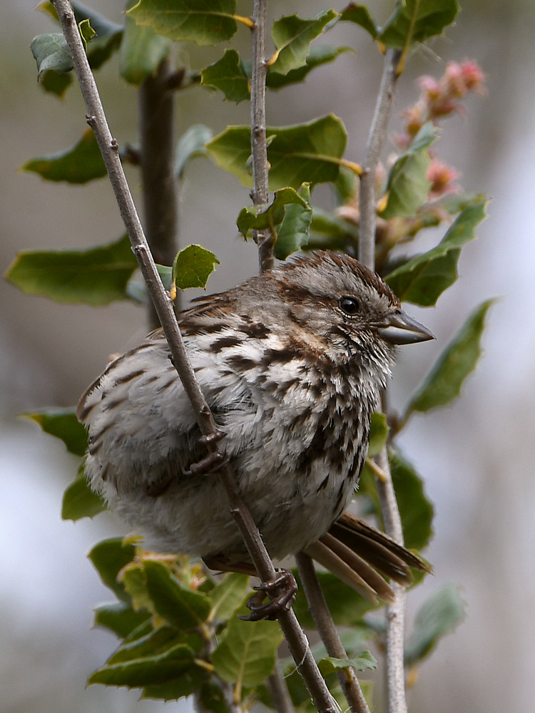 Sparrow.jpg