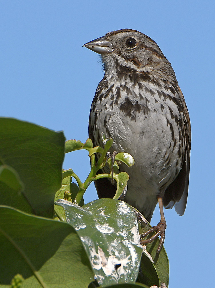 Sparrow.jpg