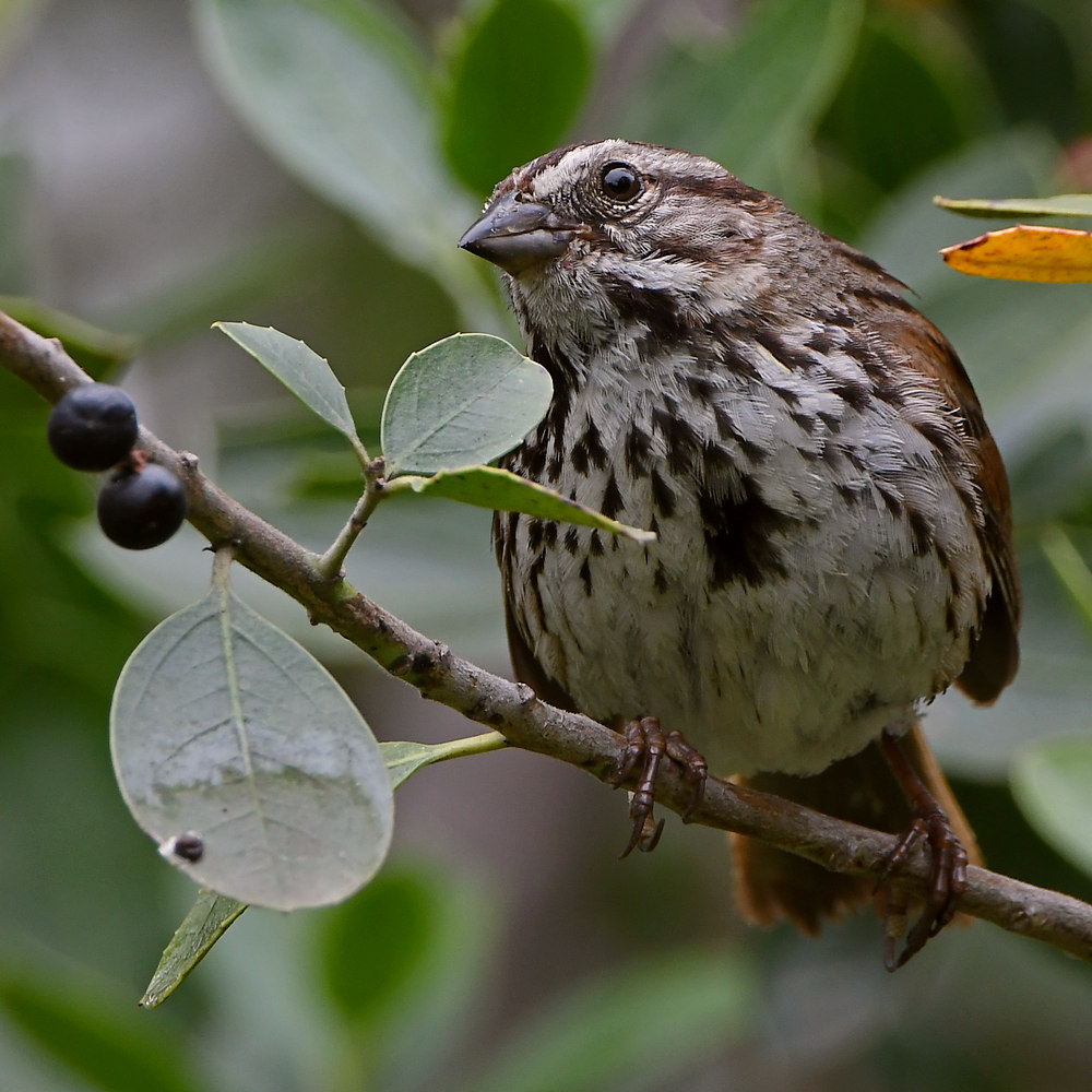 Sparrow.jpg