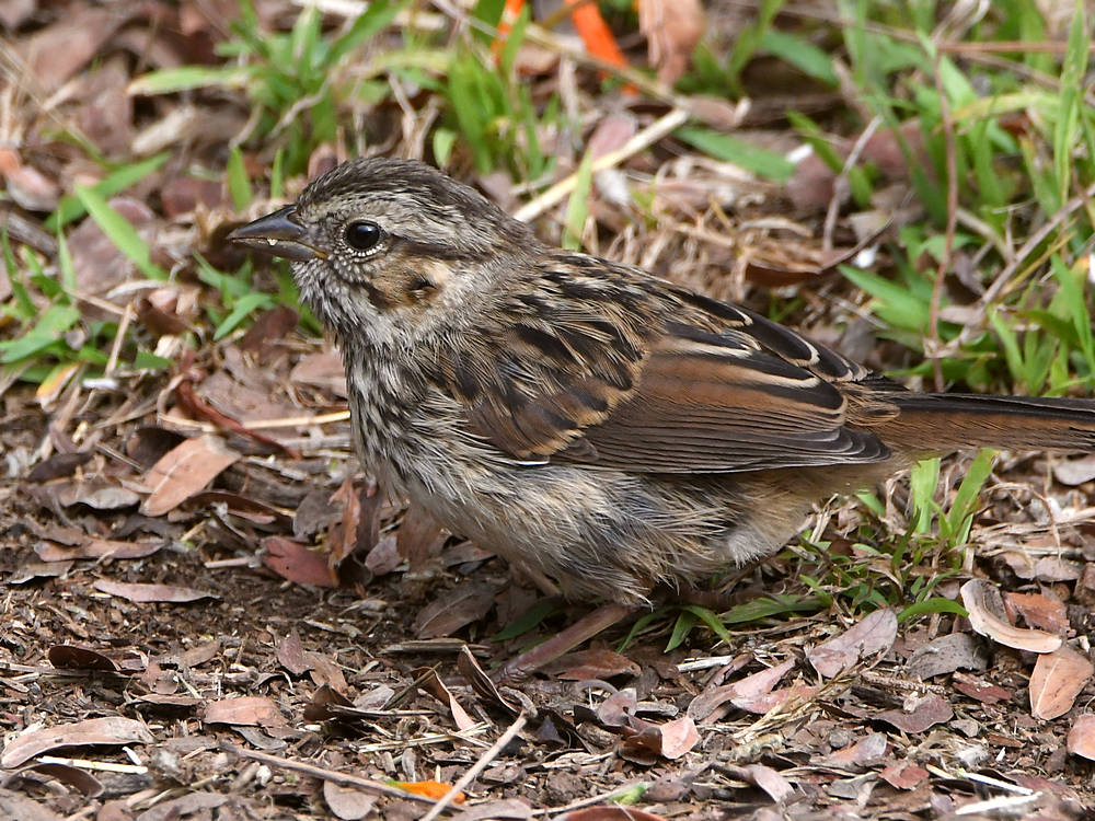 Sparrow.jpg