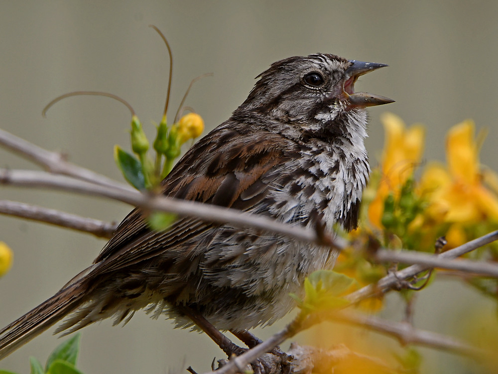 Sparrow.jpg