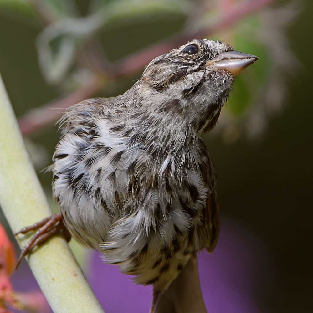 Sparrow.jpg