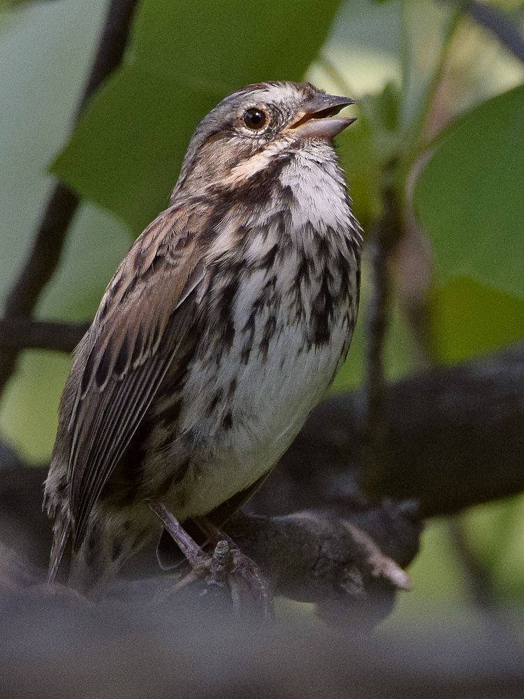 Sparrow.jpg
