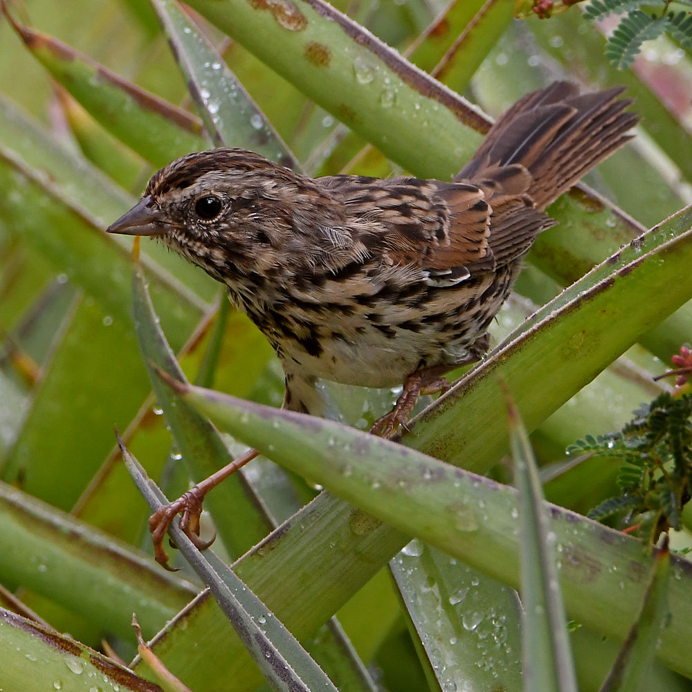 Sparrow.jpg