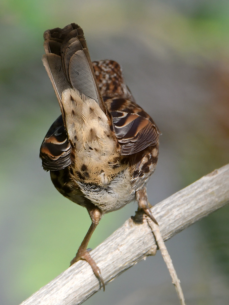 Sparrow.jpg