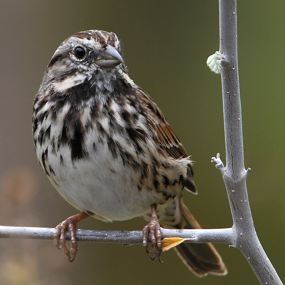 Sparrow.jpg