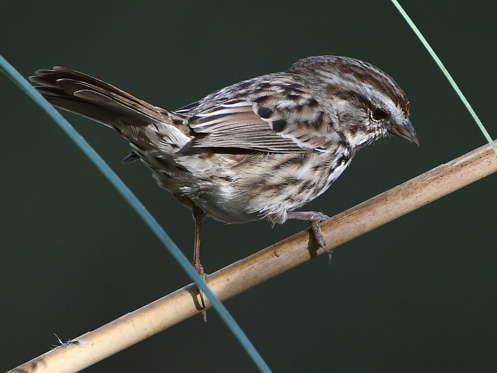 Sparrow.jpg