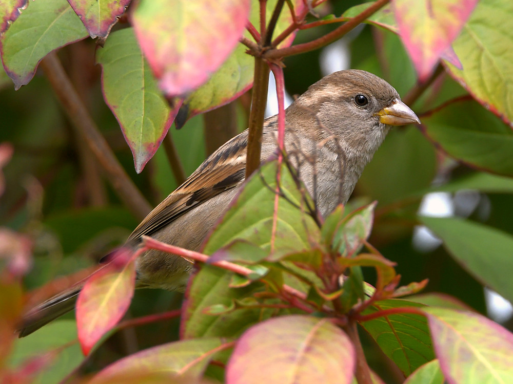 Sparrow.jpg
