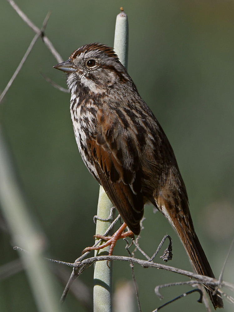 Sparrow.jpg