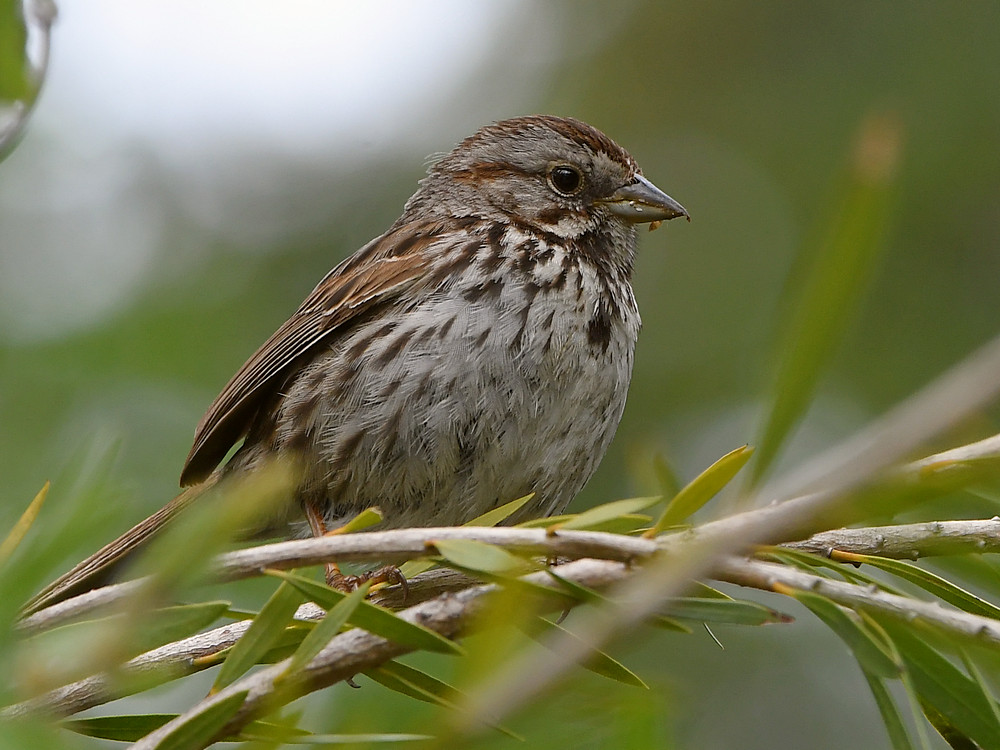 Sparrow.jpg