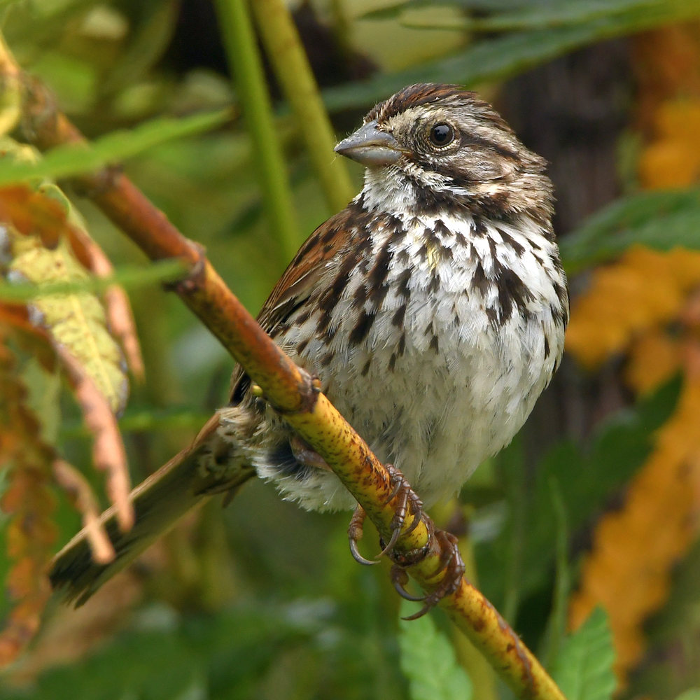 Sparrow.jpg