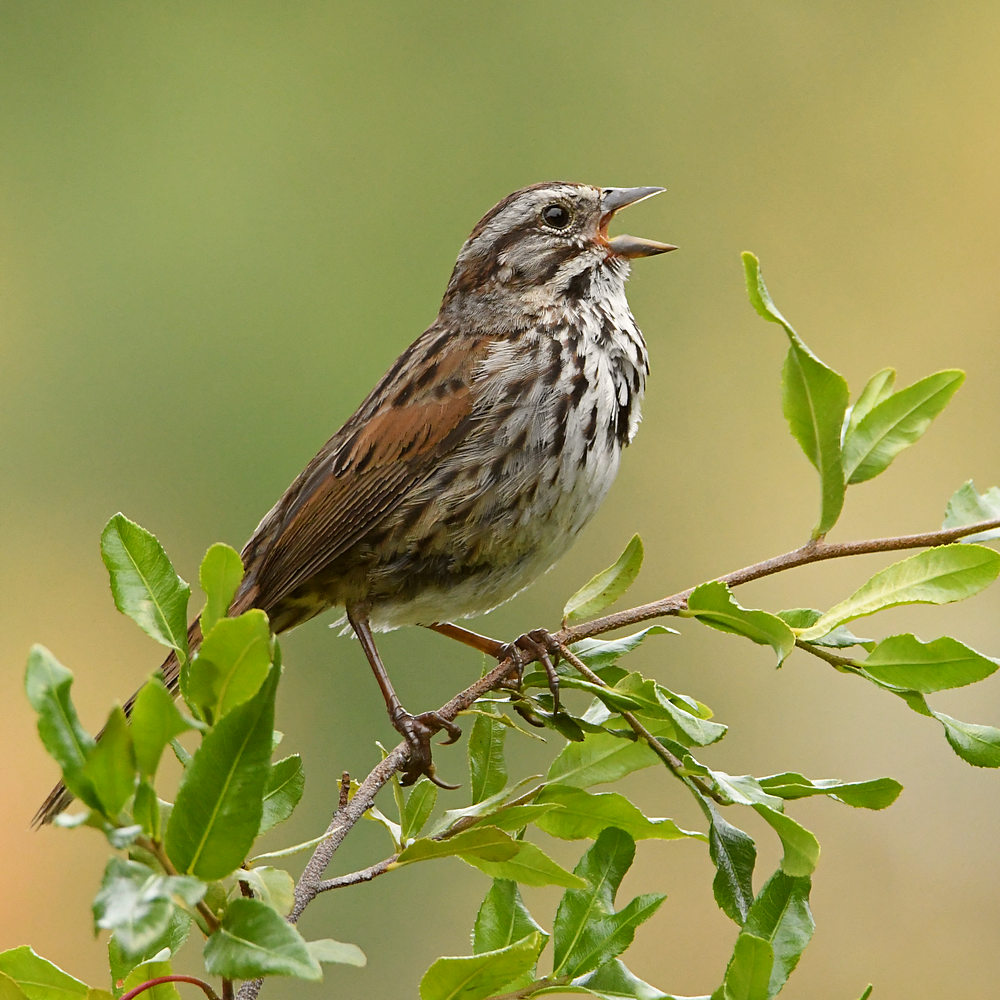 Sparrow.jpg