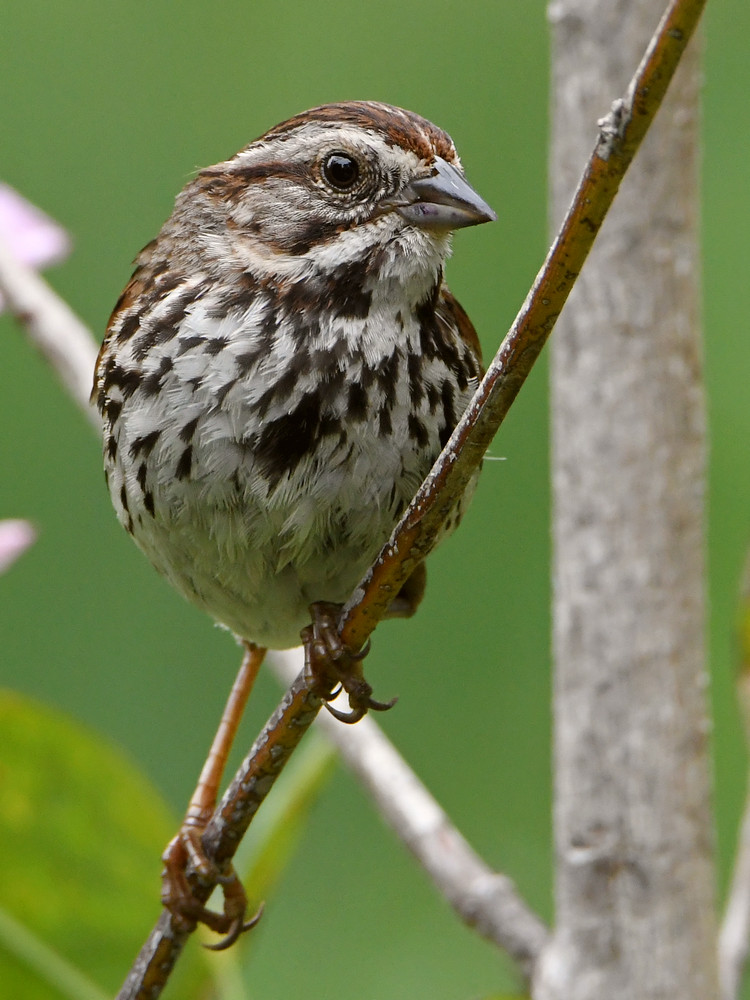 Sparrow.jpg