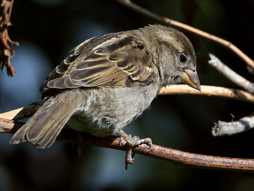 Sparrow.jpg