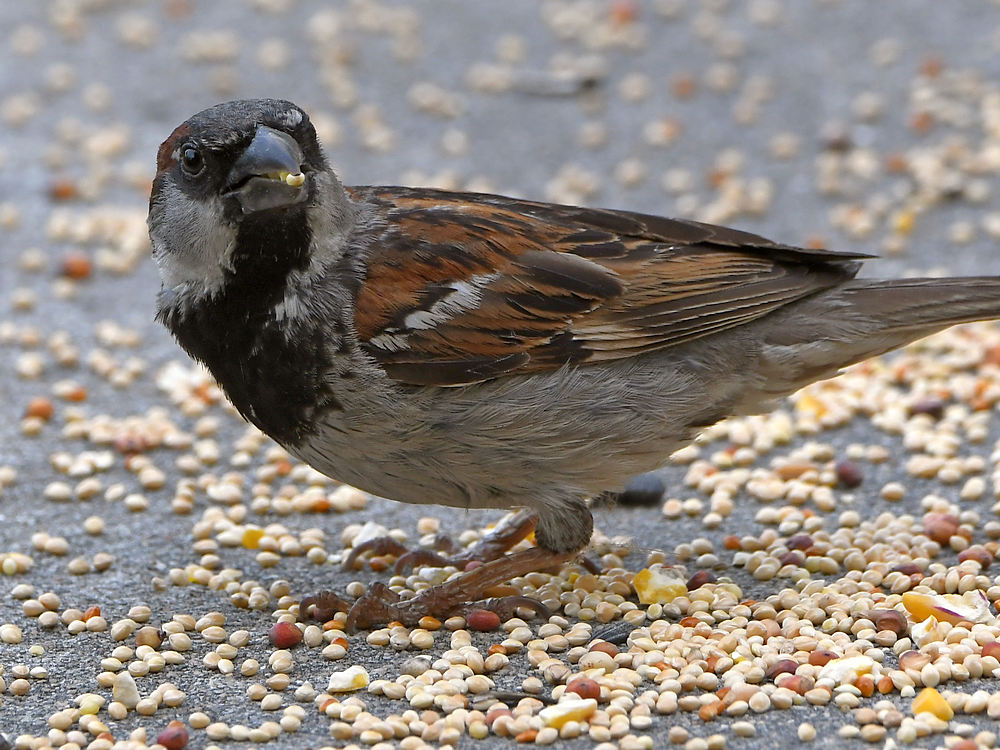 Sparrow.jpg