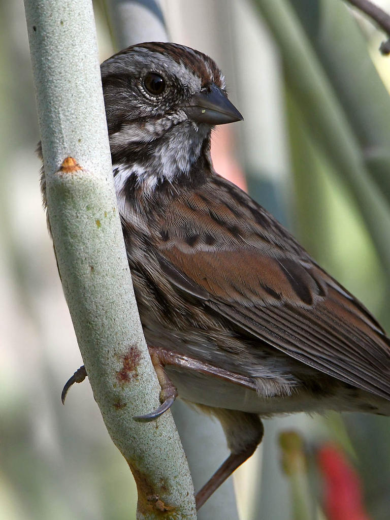 Sparrow.jpg