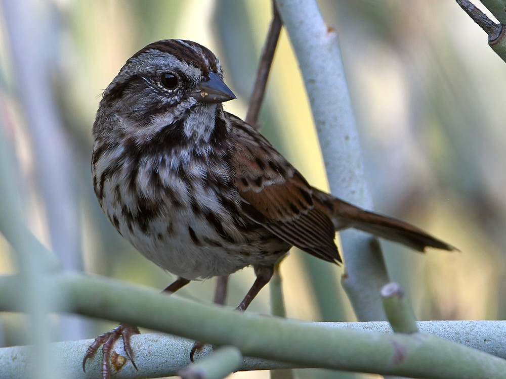 Sparrow.jpg