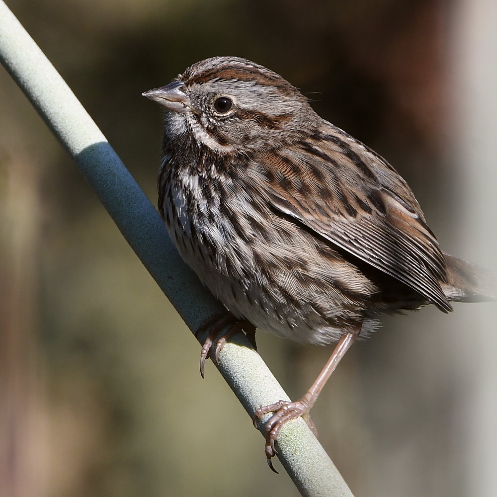 Sparrow.jpg