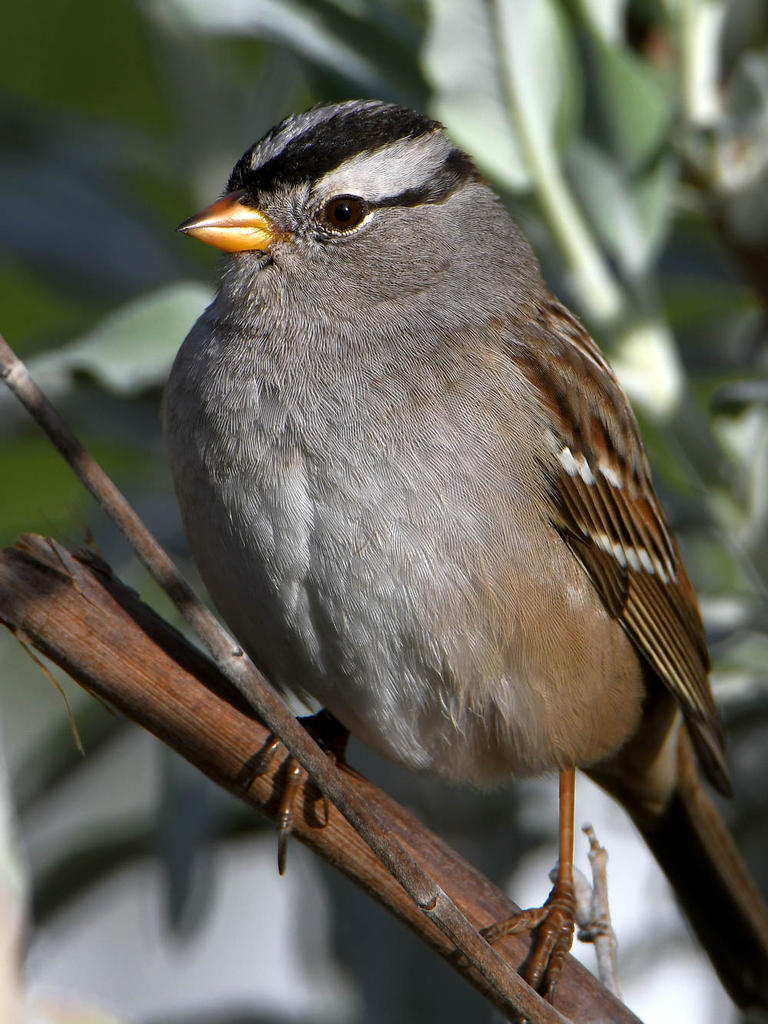Sparrow.jpg