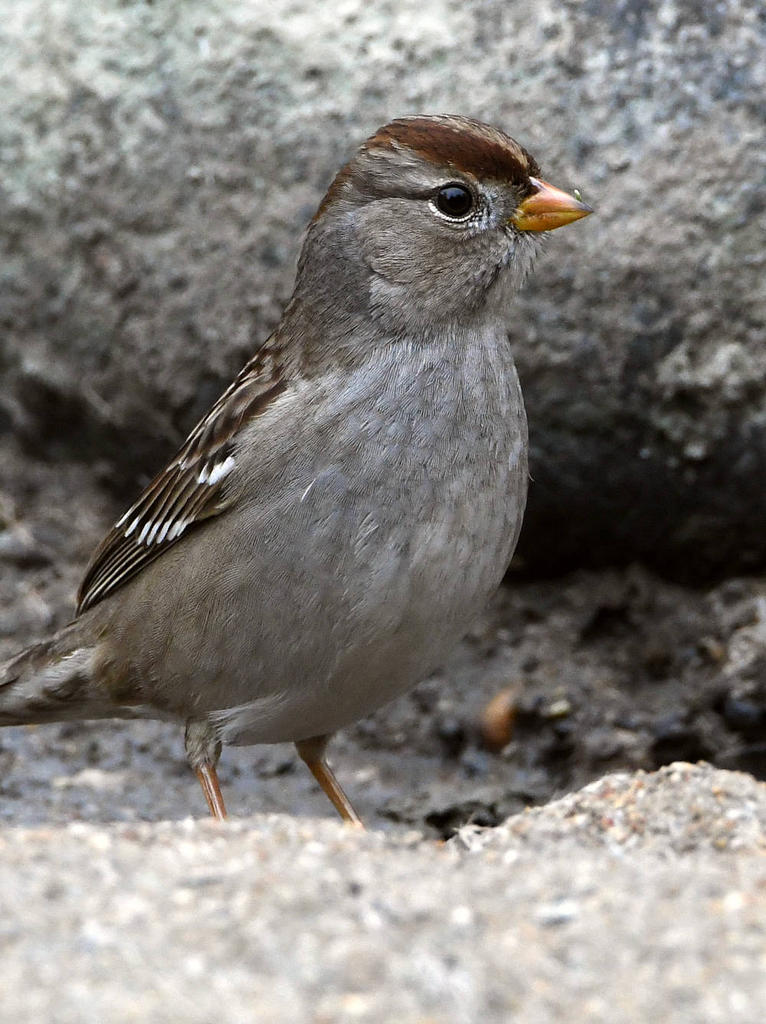 Sparrow.jpg