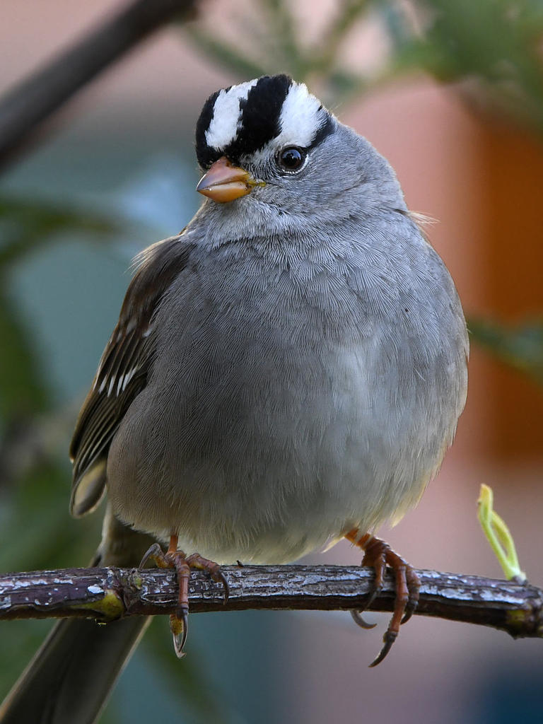Sparrow.jpg