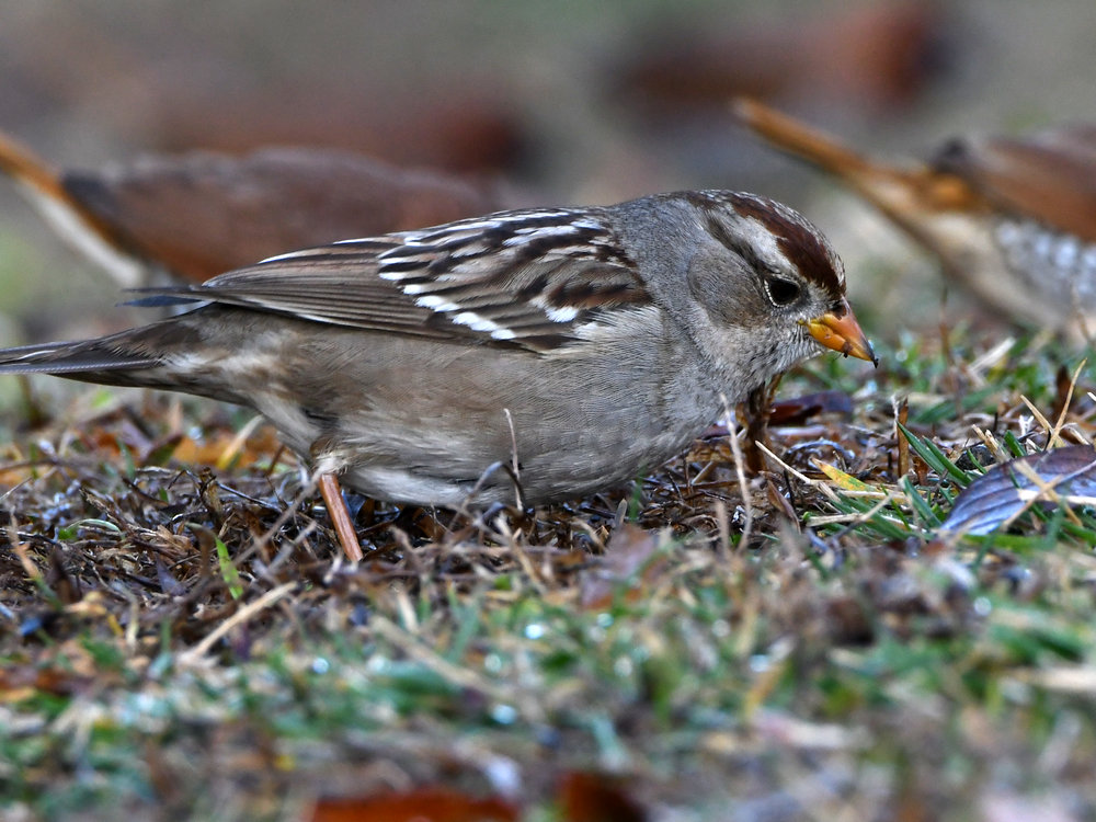 Sparrow.jpg