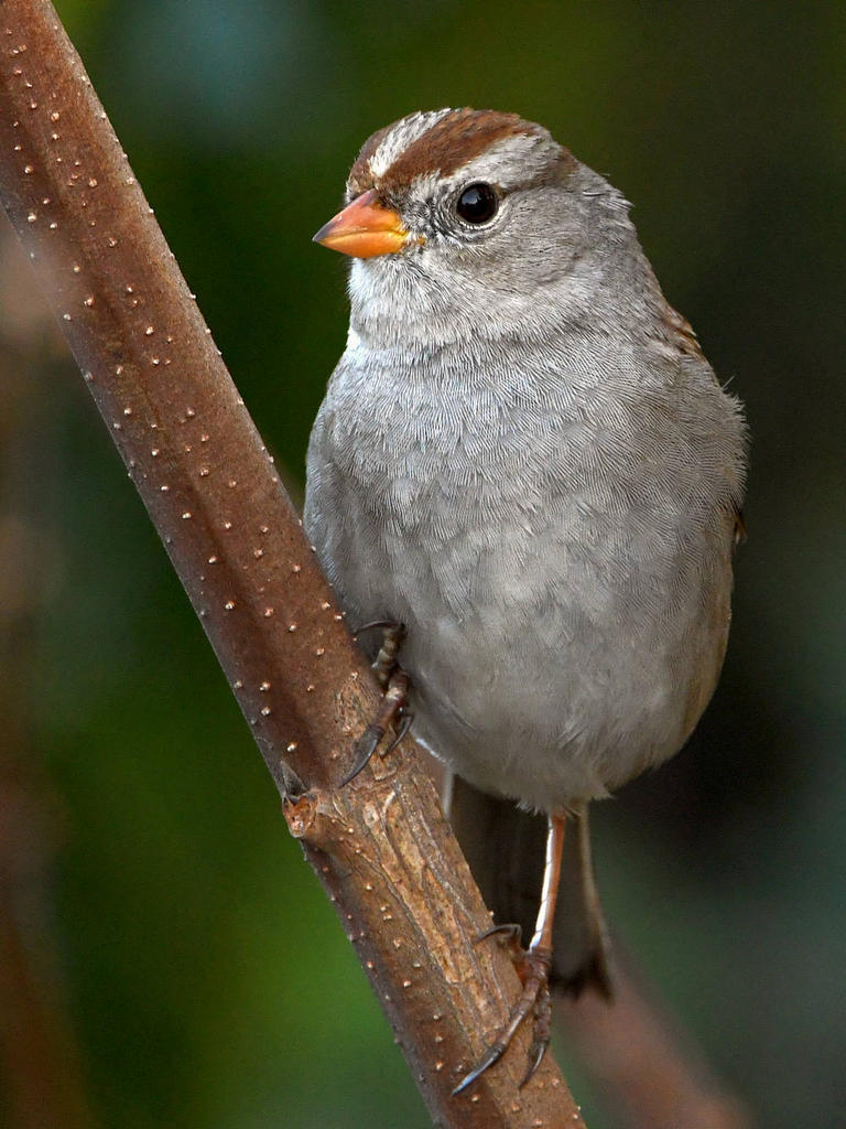 Sparrow.jpg