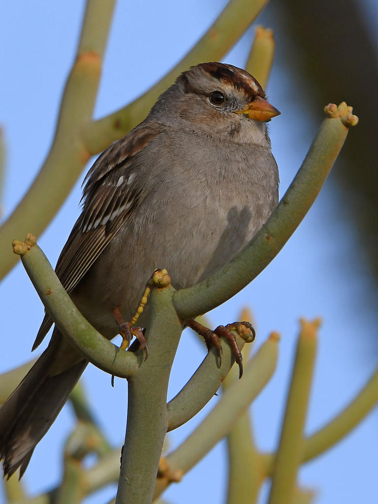 Sparrow.jpg