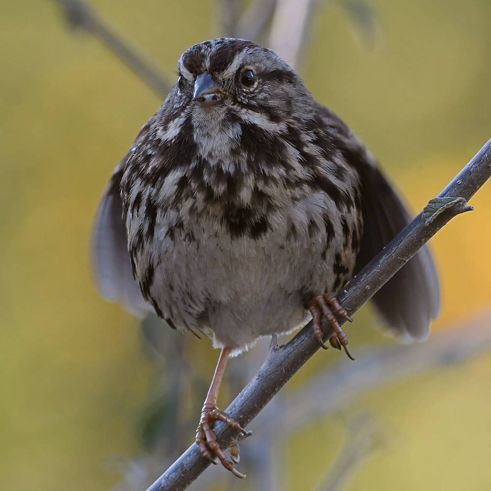 Sparrow.jpg