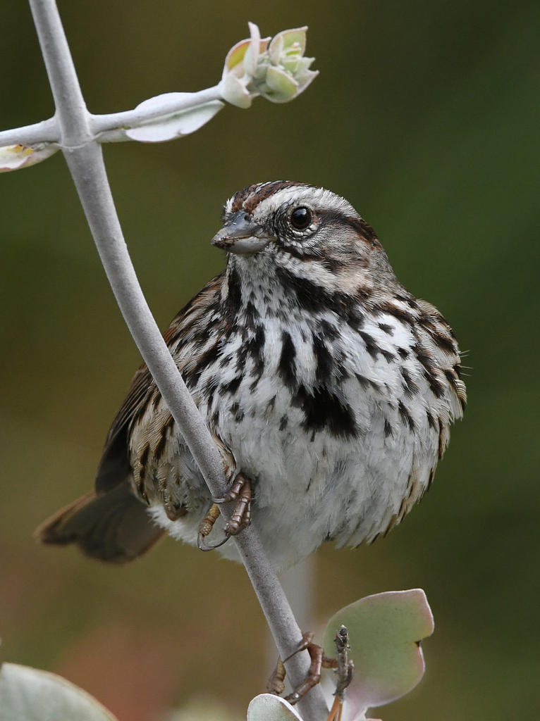 Sparrow.jpg
