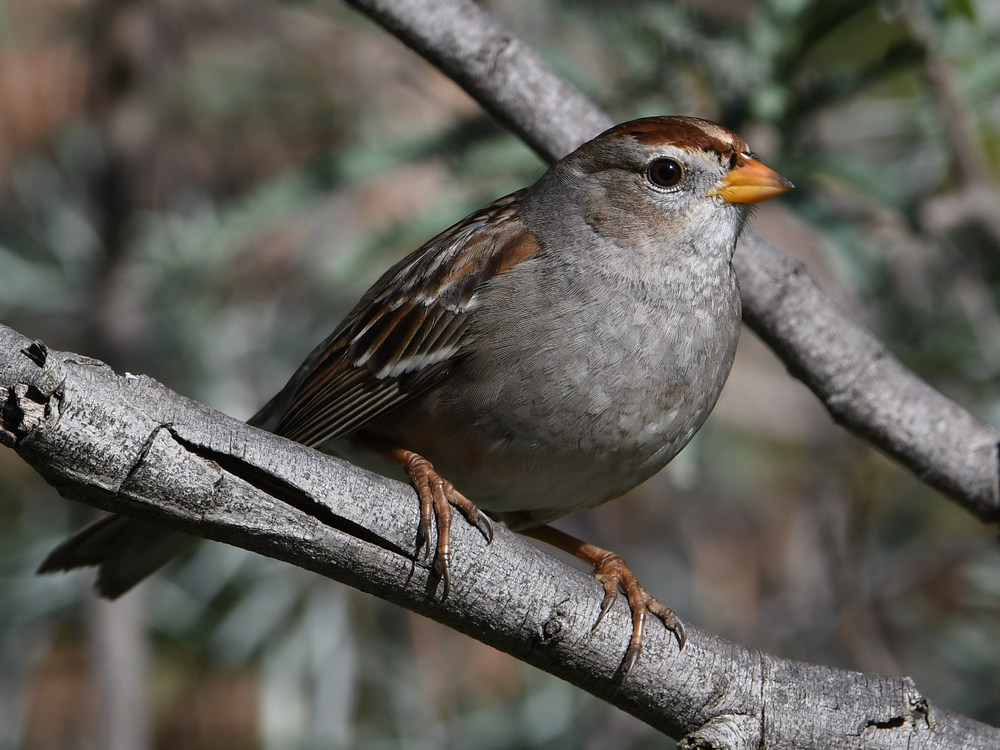 Sparrow.jpg