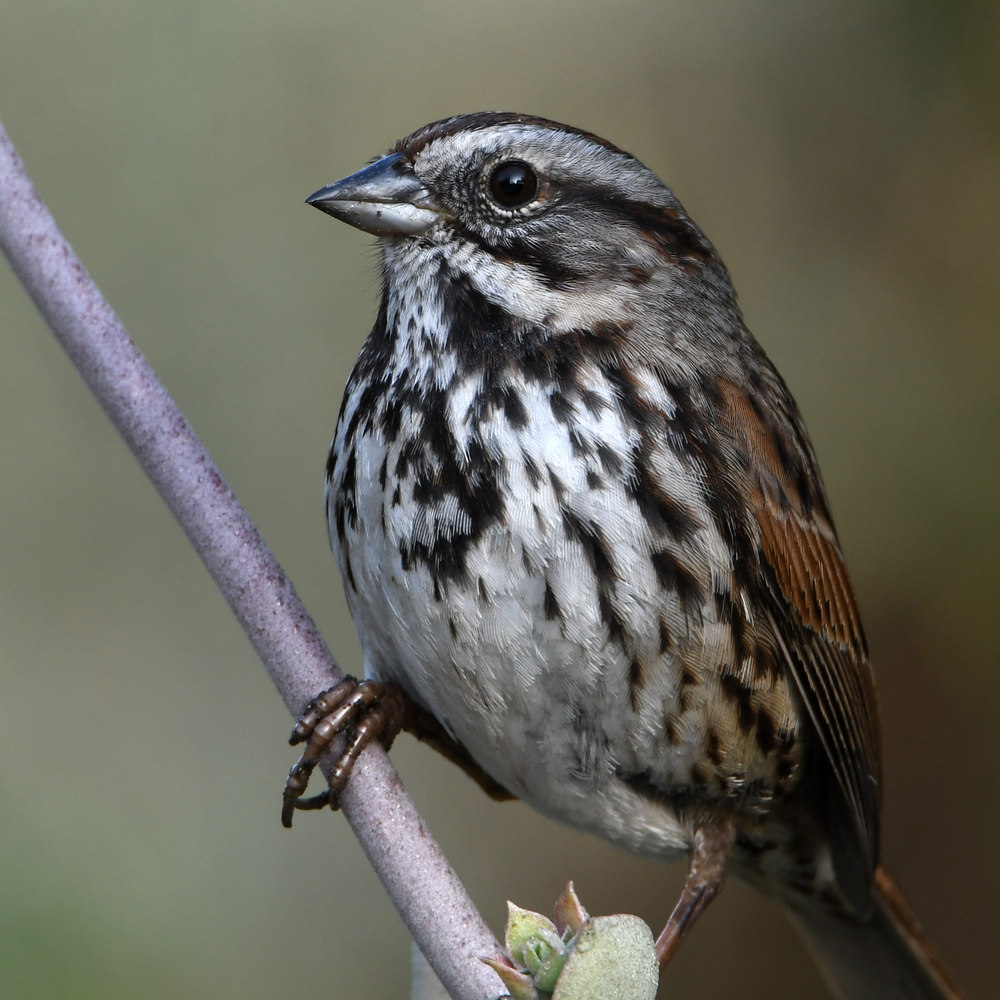 Sparrow.jpg