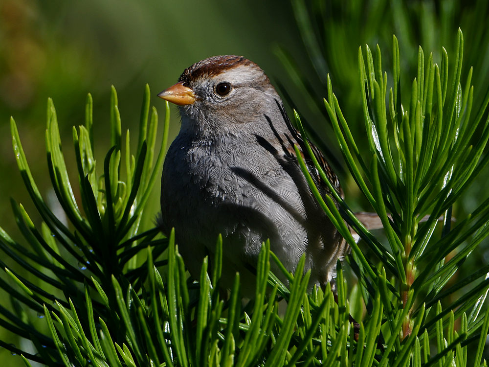 Sparrow.jpg