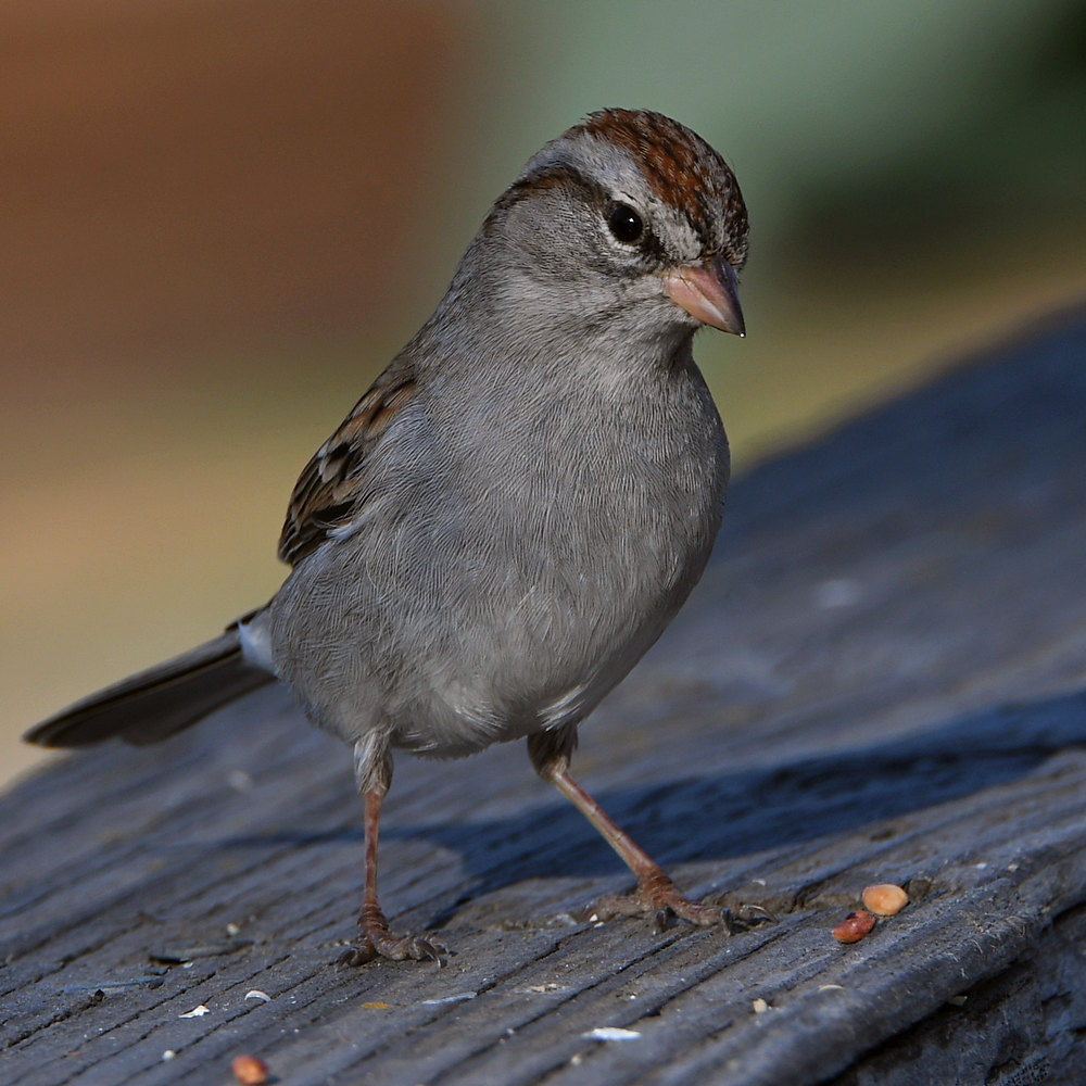 Sparrow.jpg