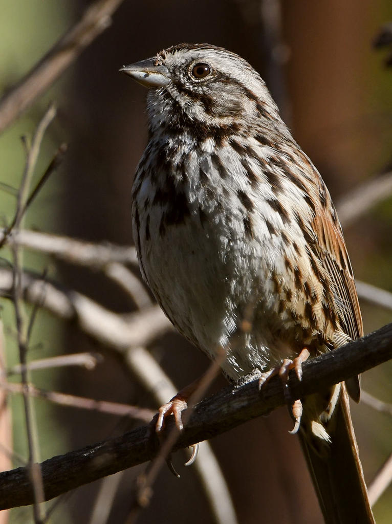 Sparrow.jpg