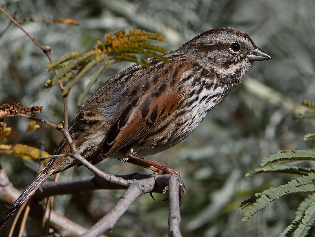 Sparrow.jpg