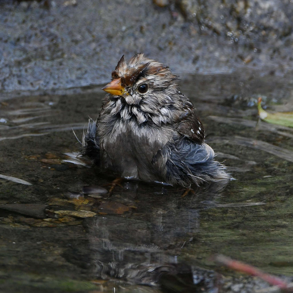 Sparrow.jpg