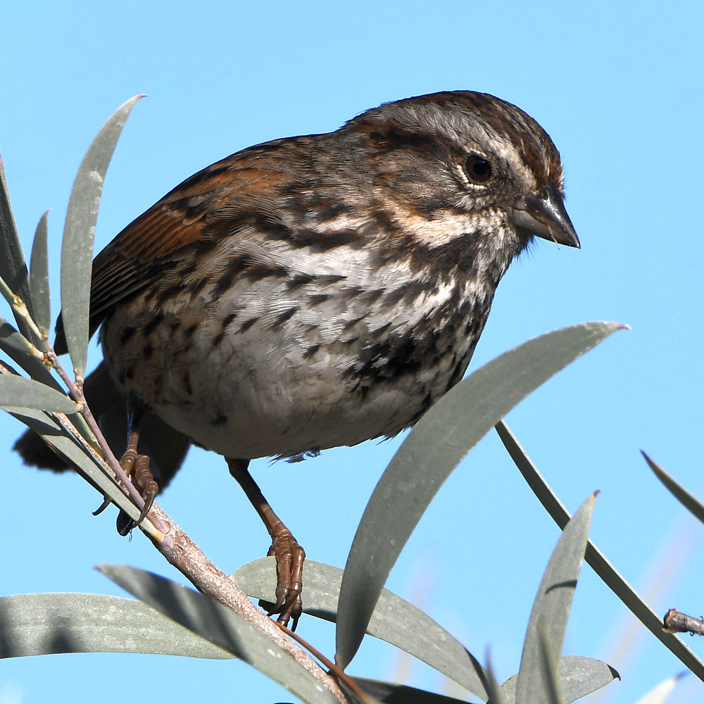 Sparrow.jpg