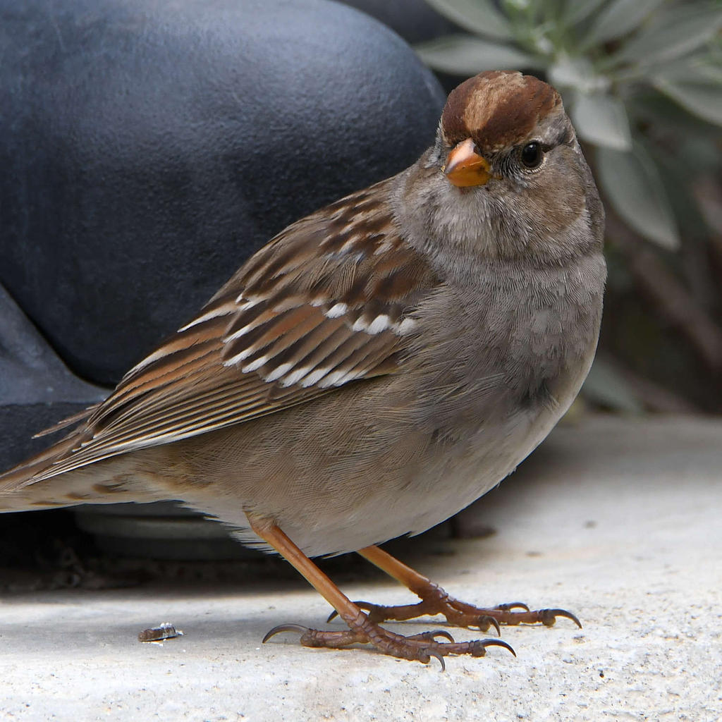 Sparrow.jpg