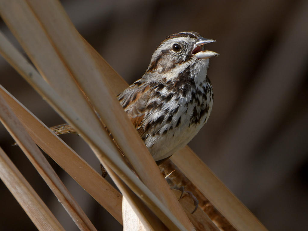 Sparrow.jpg