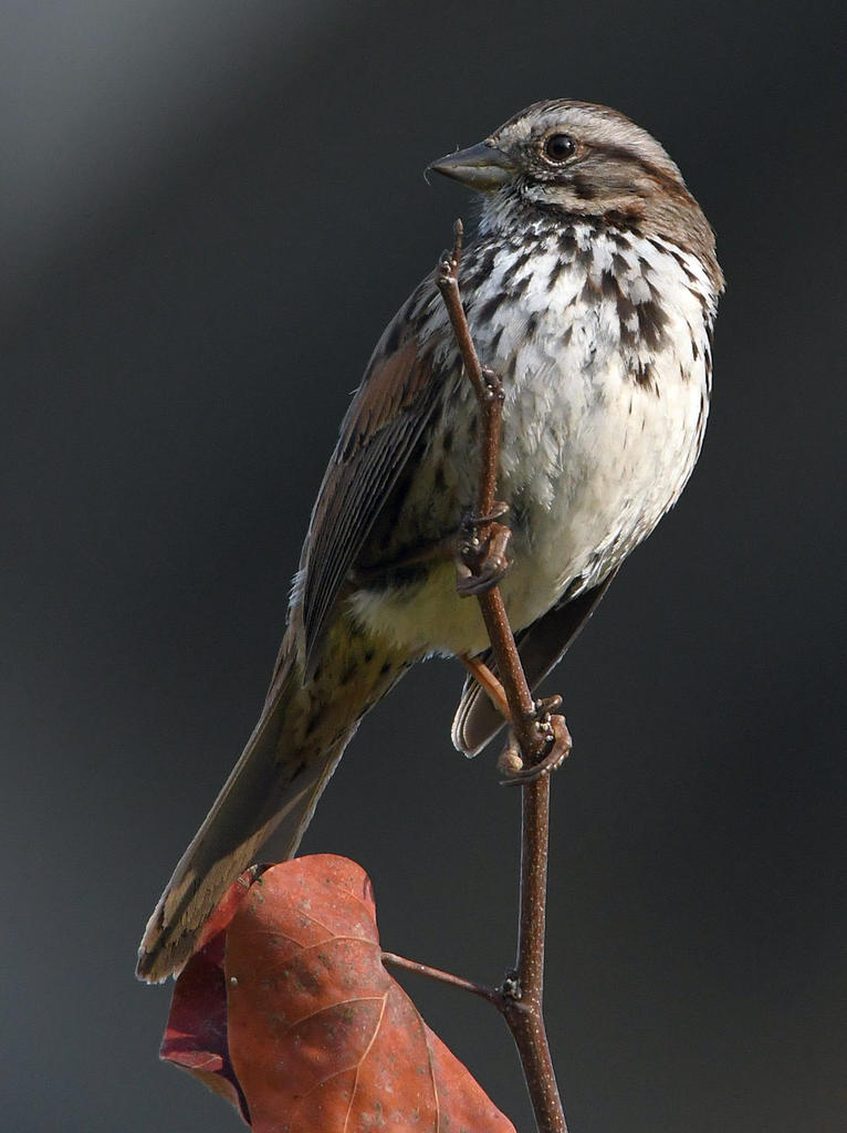 Sparrow.jpg