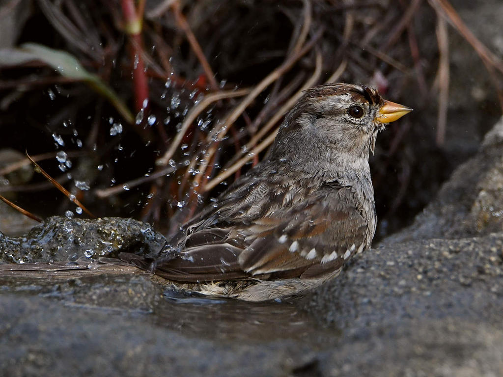 Sparrow.jpg